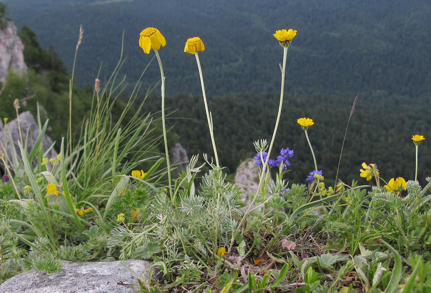 Image of Anthemis marschalliana ssp. pectinata specimen.