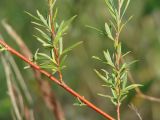 Salix microstachya