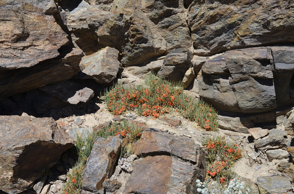 Image of genus Ephedra specimen.