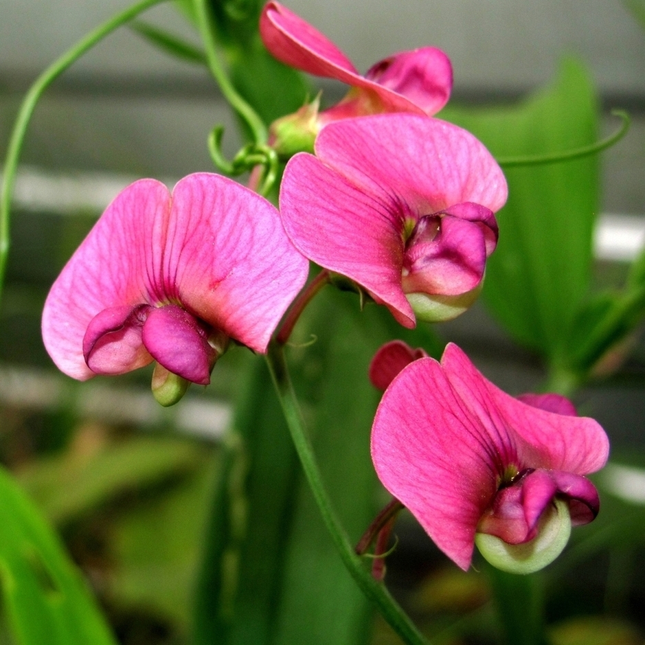 Изображение особи Lathyrus sylvestris.