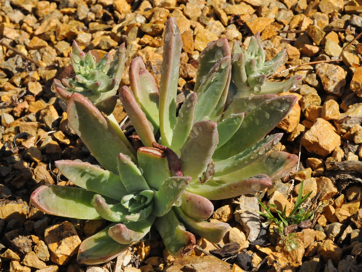 Изображение особи Dudleya palmeri.