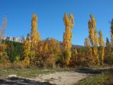 Populus italica