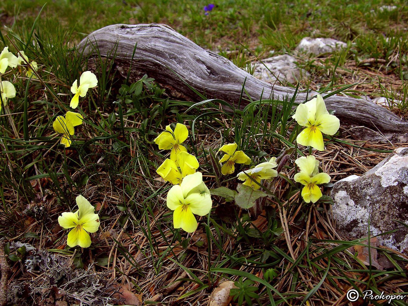 Изображение особи Viola oreades.