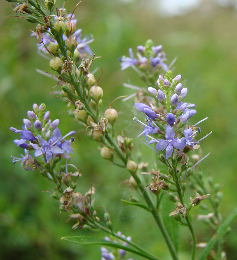 Image of Veronica spuria specimen.