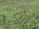 Glycyrrhiza grandiflora