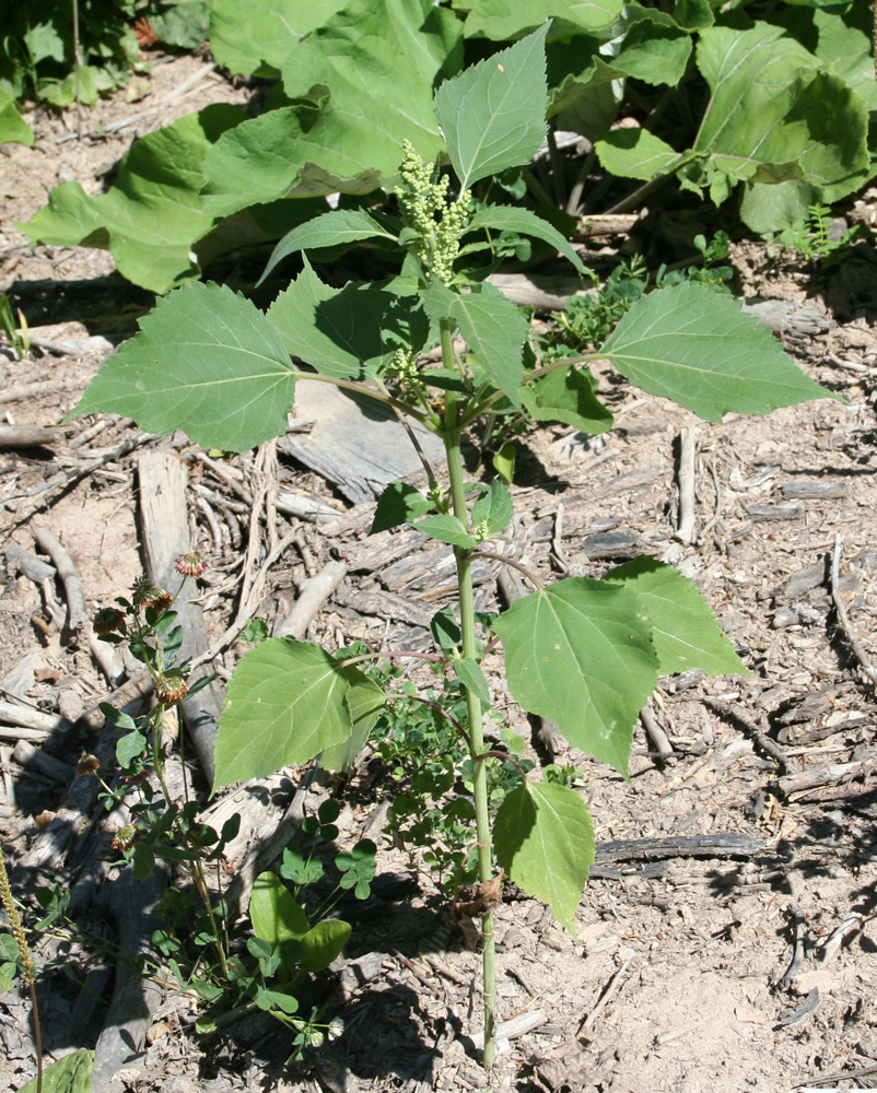 Image of Cyclachaena xanthiifolia specimen.