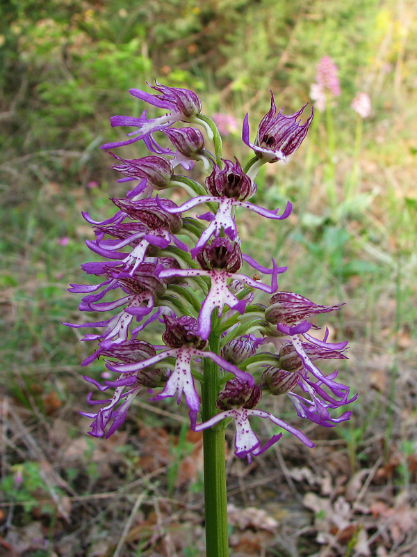 Изображение особи Orchis &times; angusticruris.