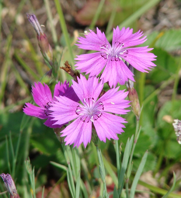 Изображение особи Dianthus versicolor.