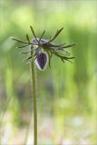 Pulsatilla pratensis. Верхушка побега с бутоном. Ленинградская обл., Лужский р-н, окр. дер. Сяберо, опушка соснового леса после пожара. 30.05.2015.