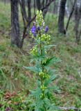 род Aconitum. Верхушка цветущего растения. Приморье, Сихотэ-Алинский заповедник, бухта Удобная, опушка дубово-березового леса. 24.08.2015.