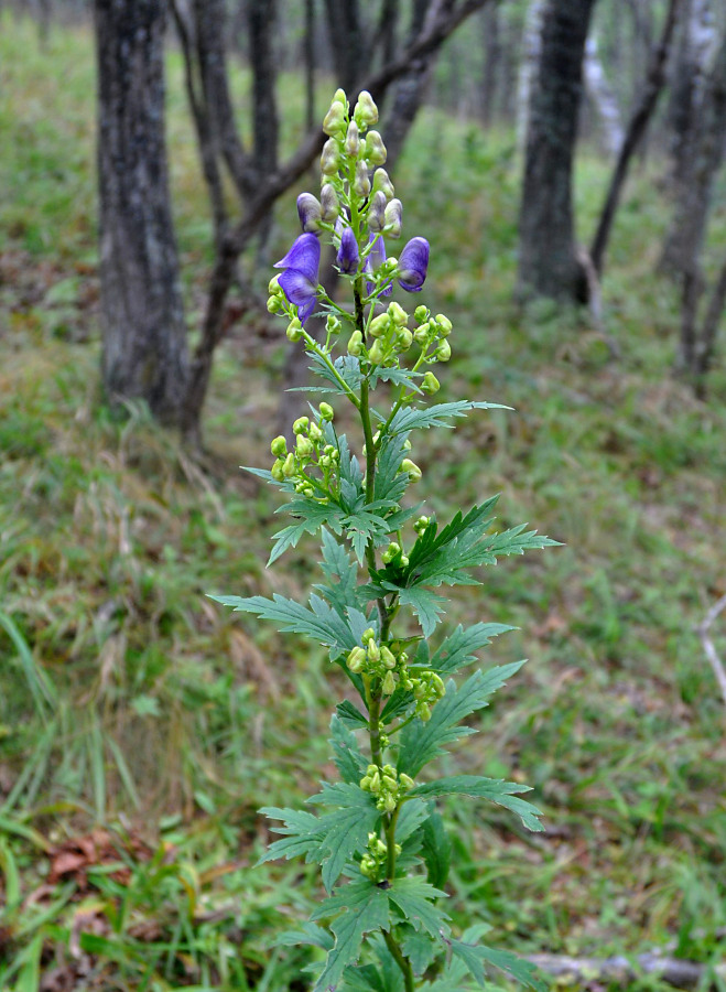 Изображение особи род Aconitum.