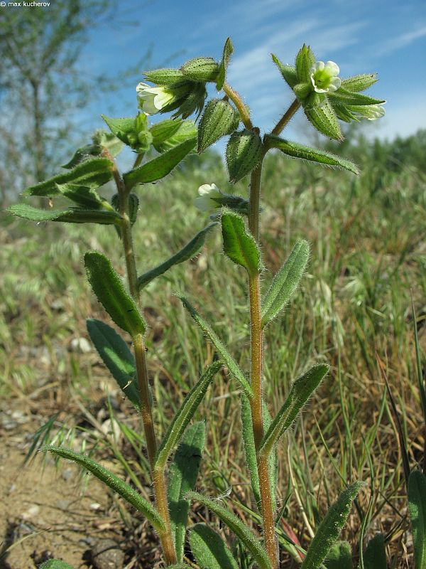 Изображение особи Nonea lutea.