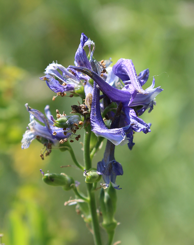 Изображение особи род Delphinium.