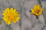 Tragopogon borysthenicus. Соцветия. Украина, дельта Дуная, берег Чёрного моря, зарастающий пляж. 02.07.2009.