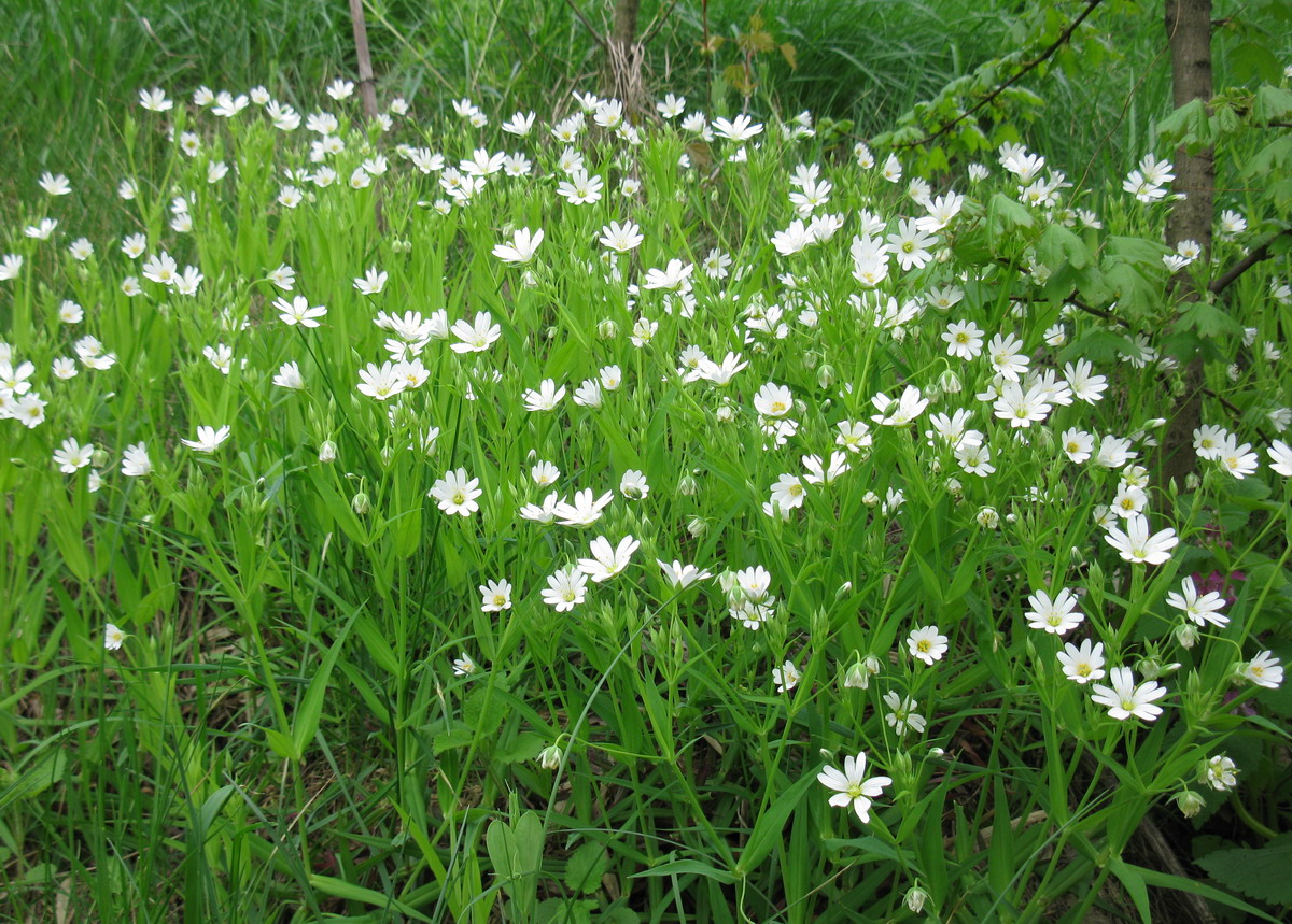 Image of Stellaria holostea specimen.