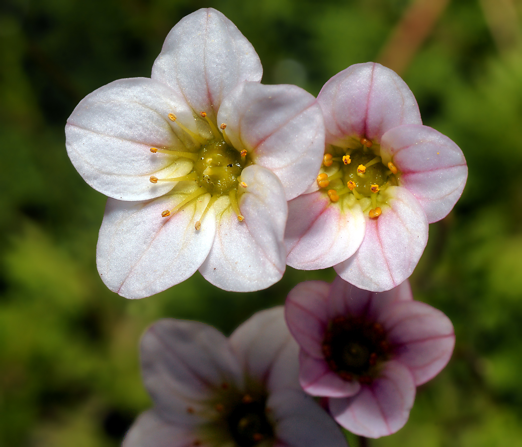 Изображение особи Saxifraga &times; arendsii.