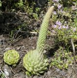 Orostachys spinosa