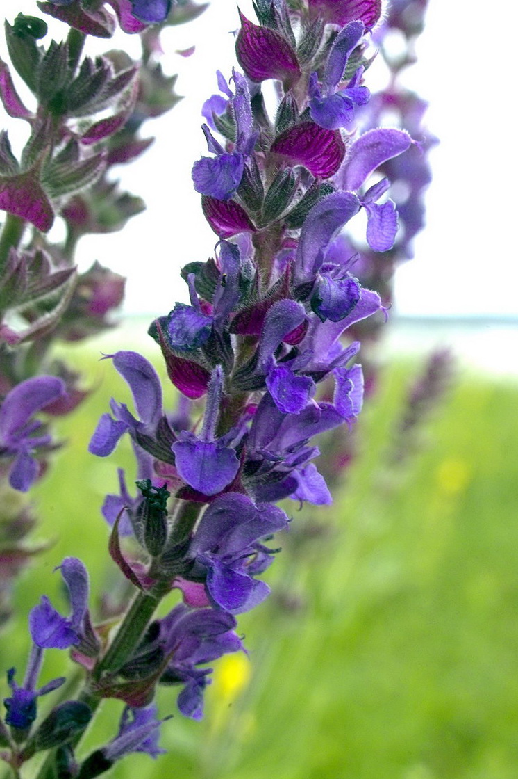 Изображение особи Salvia tesquicola.