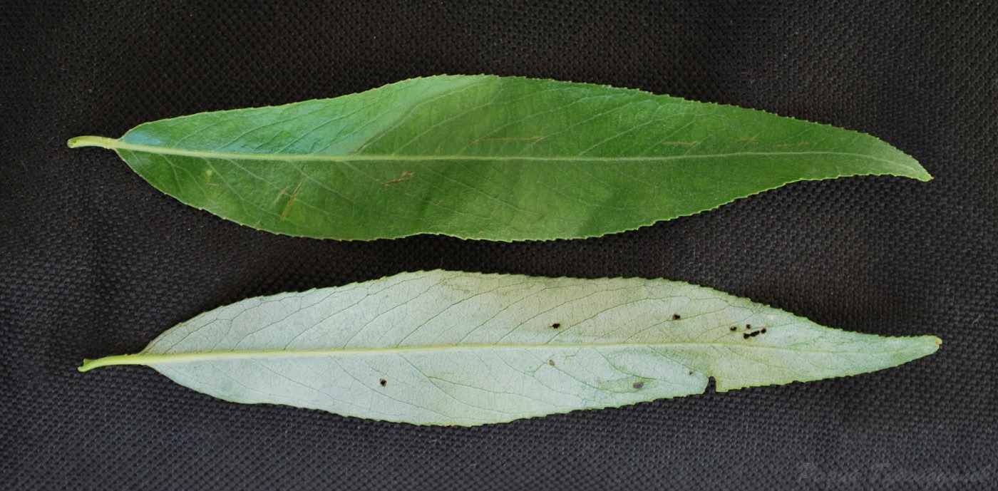 Изображение особи Salix × fragilis.