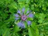 Centaurea montana