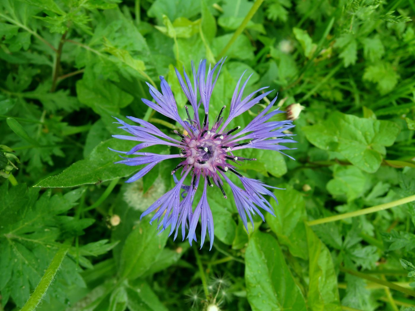 Изображение особи Centaurea montana.