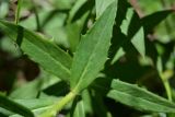 Hieracium scabiosum. Листья. Краснодарский край, окр. г. Геленджик, дубово-грабовый лес в балке, выходящей к морю, среди поросли грабинника и можжевельника дельтовидного. 08.06.2016.