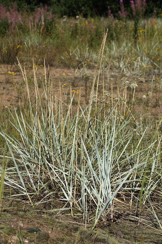 Image of Leymus arenarius specimen.