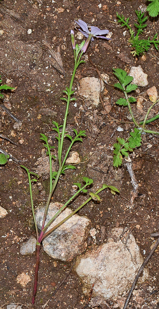 Image of Ricotia lunaria specimen.