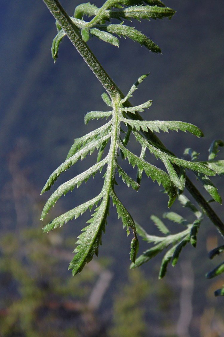 Image of Anthemis tinctoria specimen.