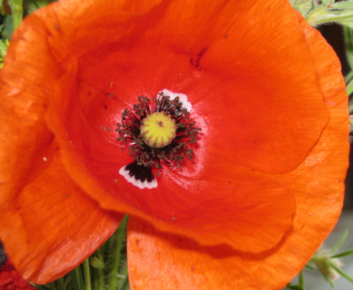 Image of Papaver rhoeas specimen.