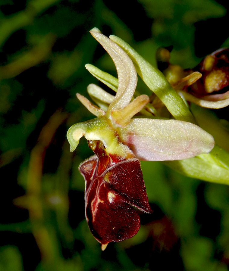 Image of Ophrys mammosa ssp. caucasica specimen.