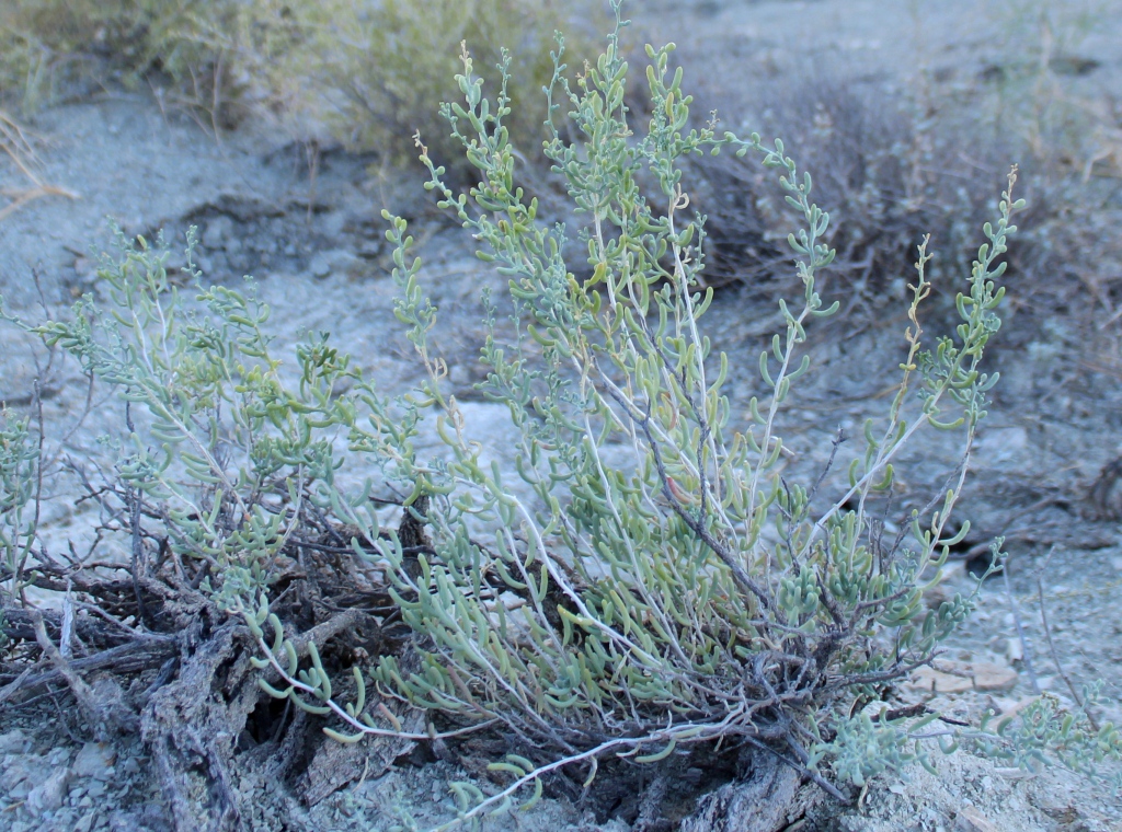 Image of Salsola botschantzevii specimen.