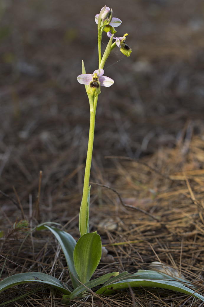Изображение особи Ophrys tenthredinifera.