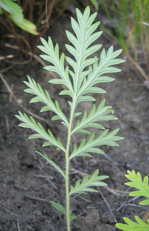 Image of Potentilla conferta specimen.