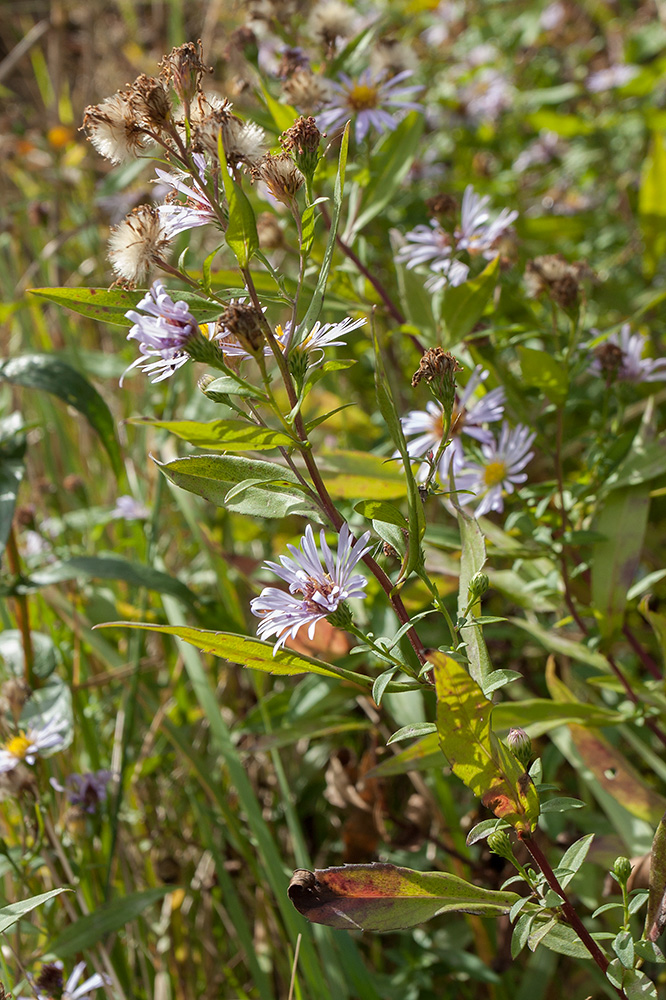 Изображение особи Symphyotrichum &times; salignum.