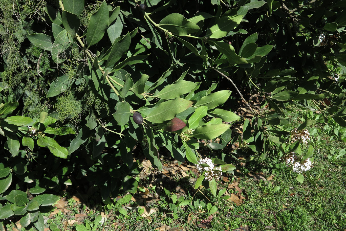 Изображение особи Acokanthera oblongifolia.