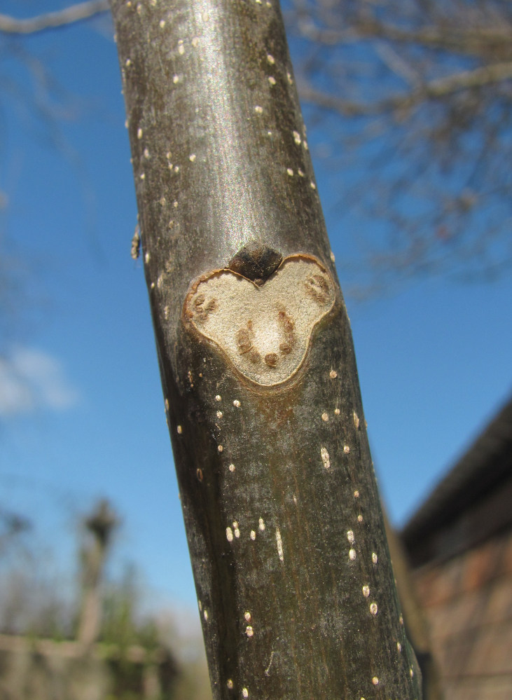 Image of Juglans regia specimen.