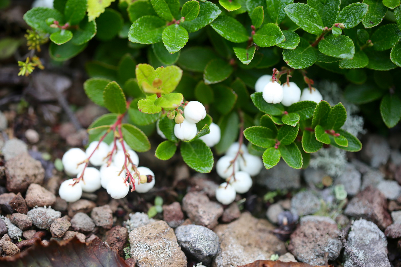 Image of Gaultheria miqueliana specimen.