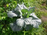 Brassica oleracea variety capitata