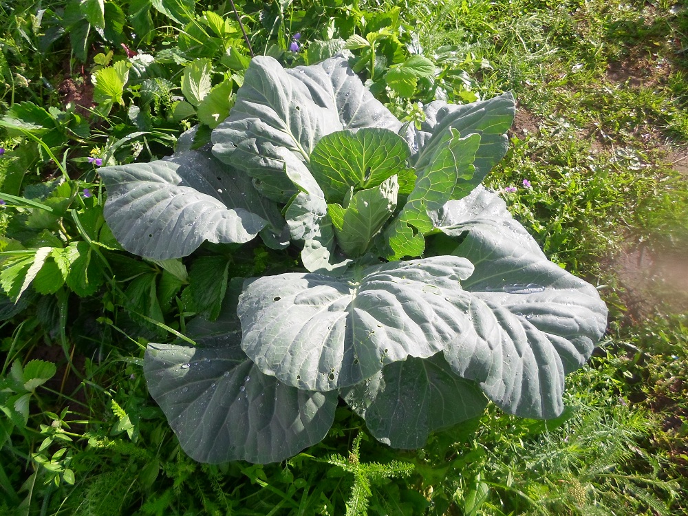 Изображение особи Brassica oleracea var. capitata.