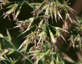 Calamagrostis arundinacea. Часть соцветия. Ленинградская обл., окр. пос. Рощино. 24.07.2009.