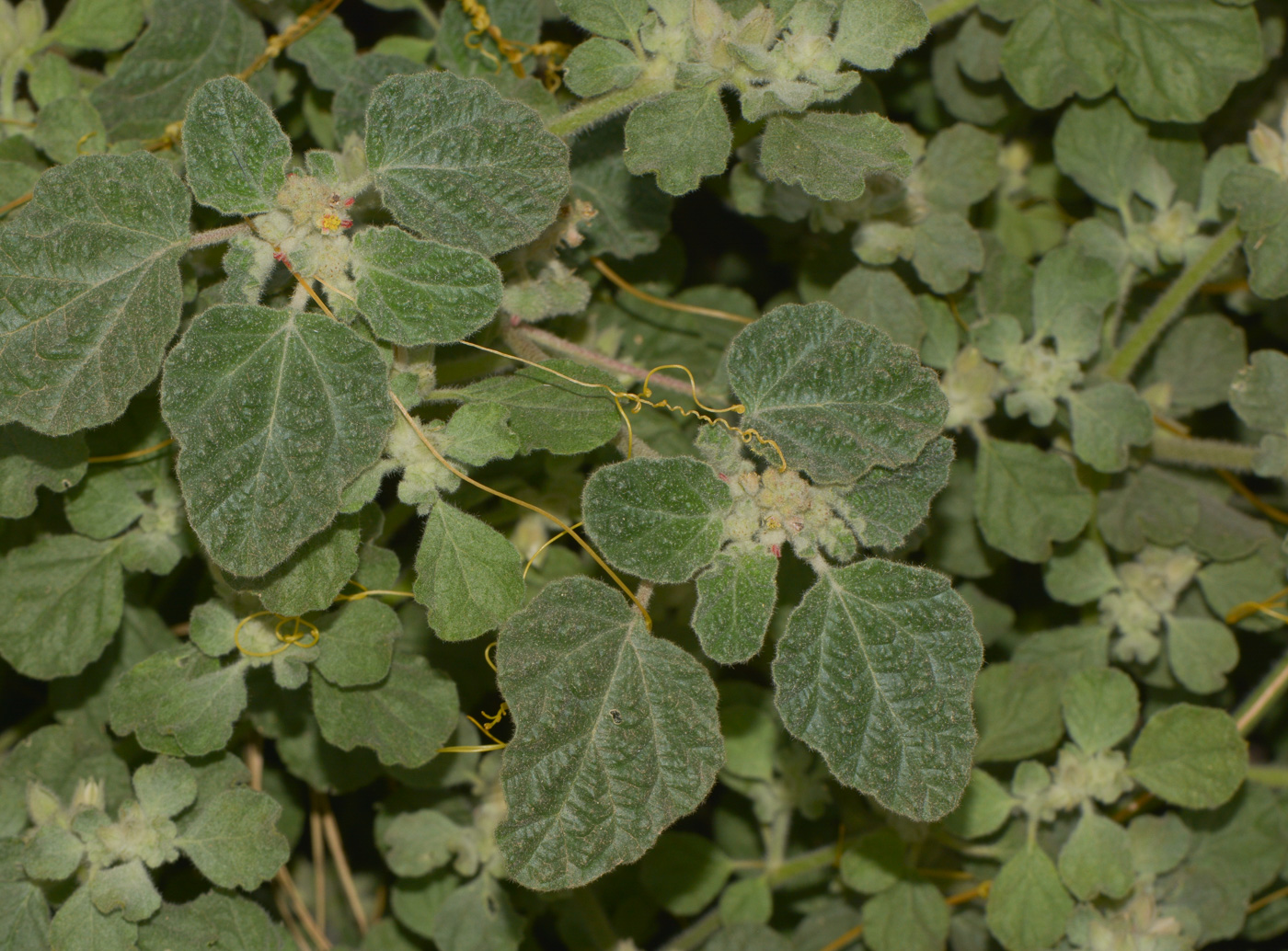 Image of Chrozophora plicata specimen.