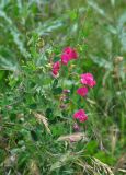 Lathyrus tuberosus. Верхушка цветущего растения. Крым, Бахчисарайский р-н, окр. пещерного г. Чуфут-Кале, луговой склон. 08.06.2016.