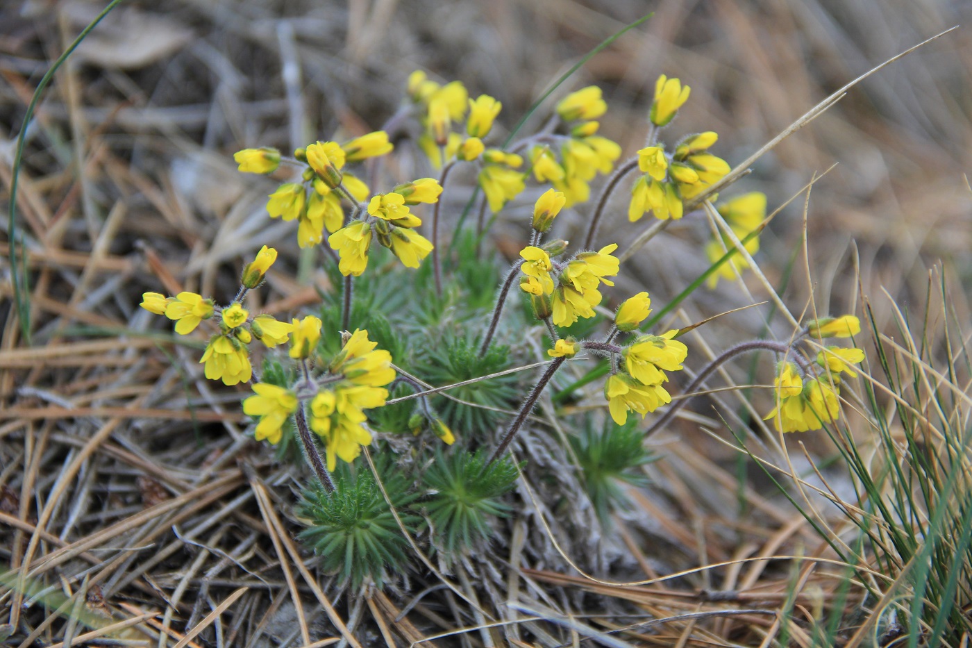 Image of Draba cuspidata specimen.