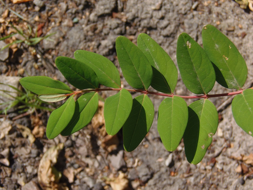 Изображение особи род Hypericum.