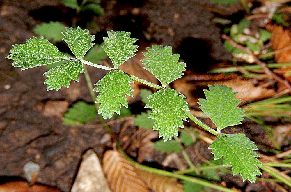 Image of Pimpinella saxifraga specimen.