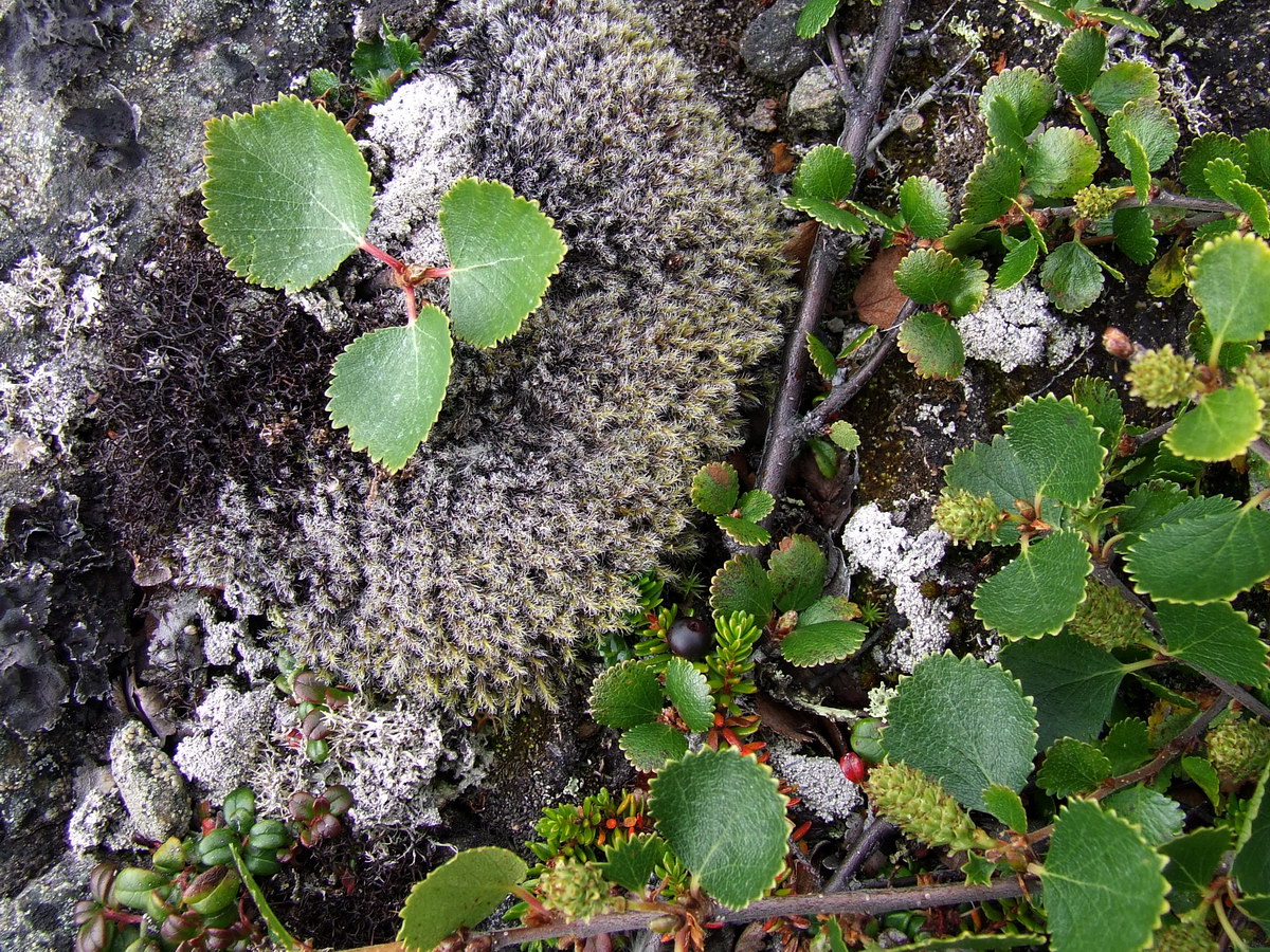 Изображение особи Betula &times; alpestris.