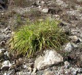 Sesleria alba