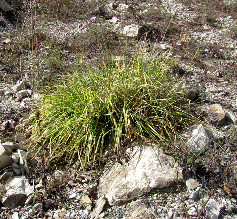 Изображение особи Sesleria alba.