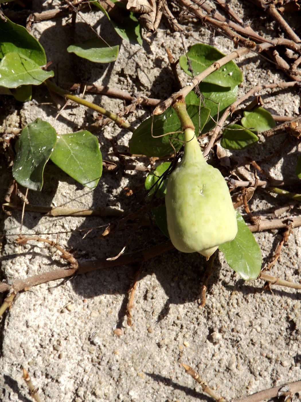 Изображение особи Ficus pumila.